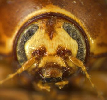 Media type: image;   Entomology 4280 Aspect: head frontal view